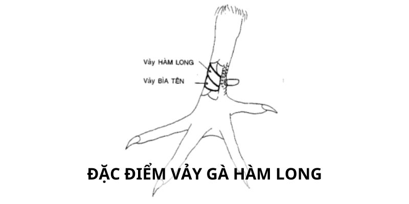 Đặc điểm nhận dạng vảy hàm long