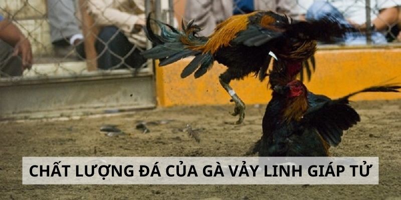 Thực hư chất lượng thi đấu của gà linh giáp tử